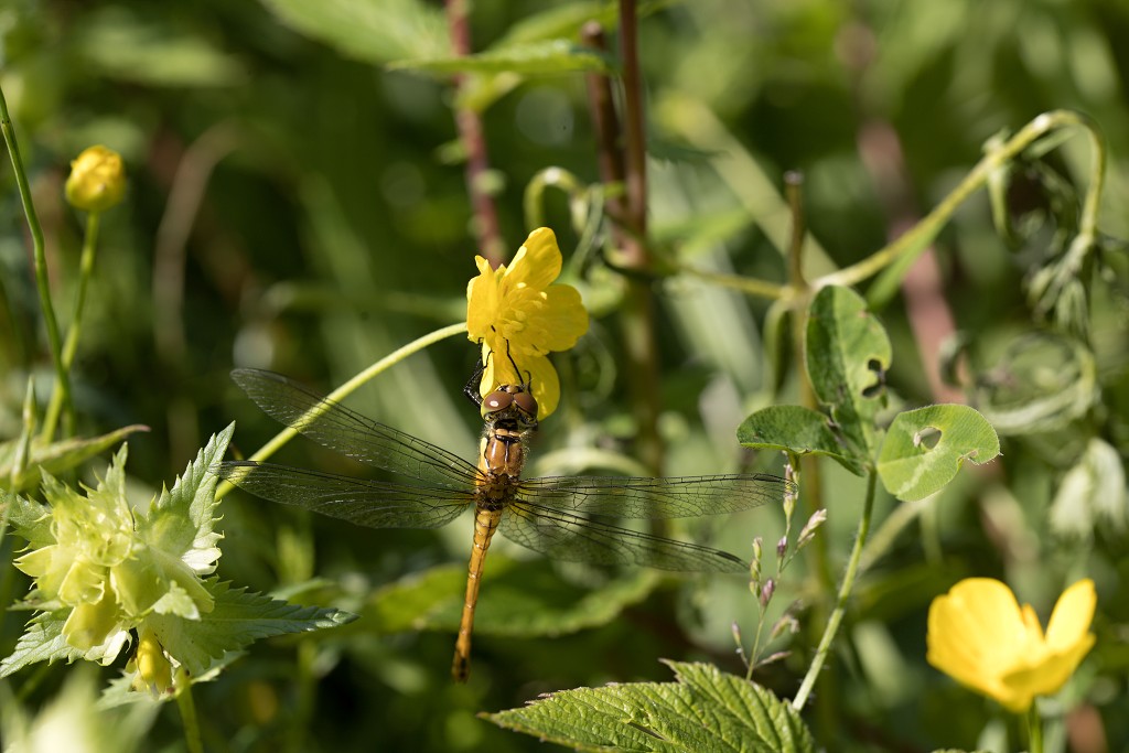 Sympetrum vulgatum Steenrode heidelibel libellen libel insect insecten juffers juffer odonata anisoptera zygoptera waterjuffers fauna waterjuffer larve